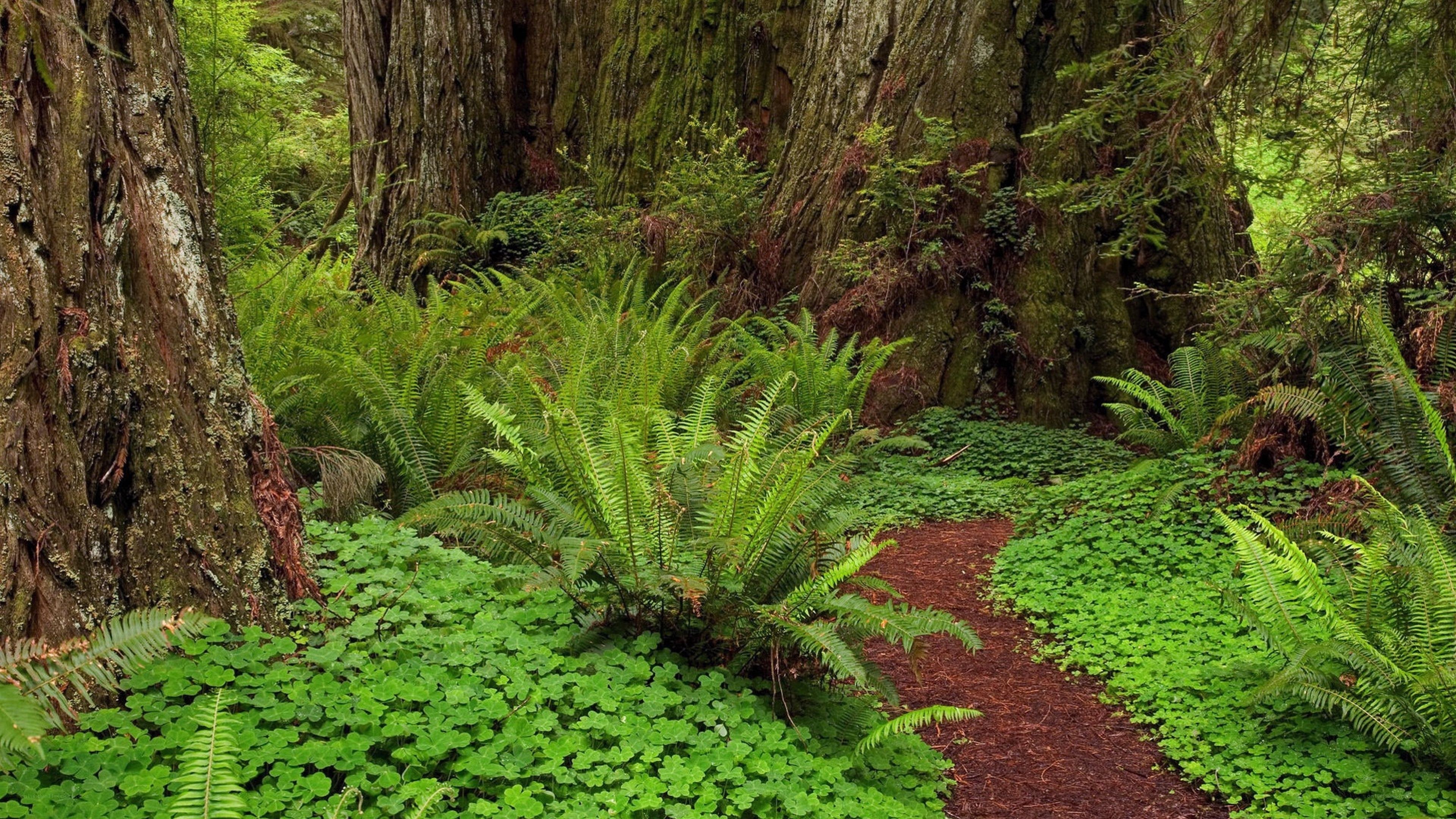 Forest path with ferns and trees