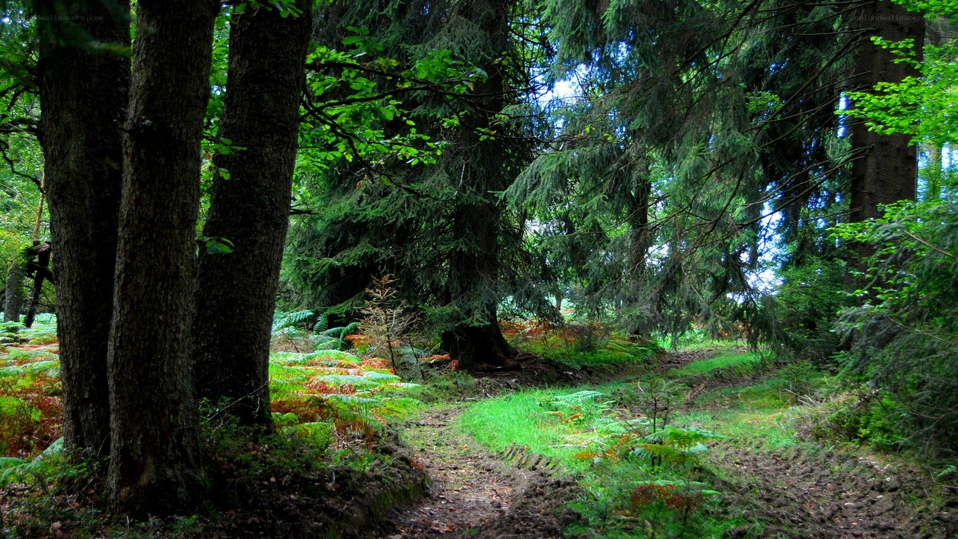 Forest path with ferns and trees