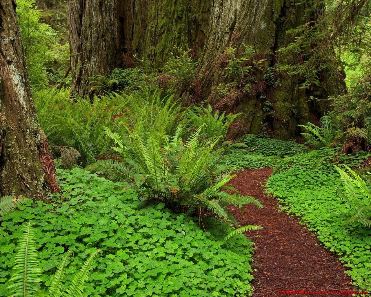Forest path with ferns and trees