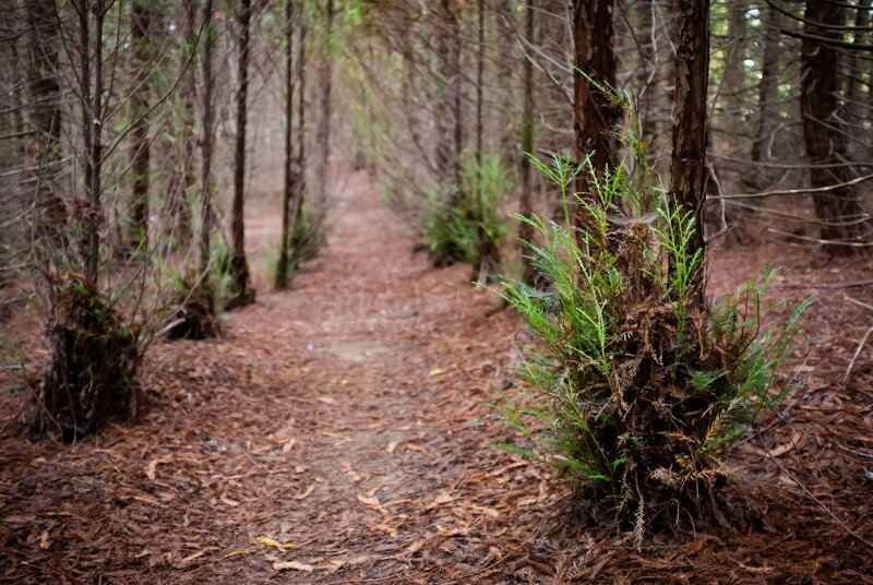 Forest Path with Ferns — Brown, Serene