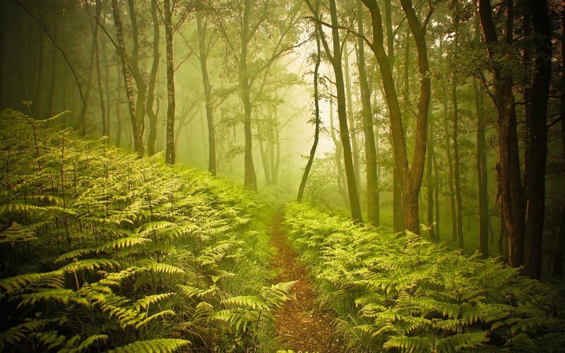 Forest Path with Ferns — Green, Misty, Morning, Photograph, Trees, Fog