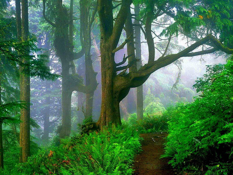 Forest Path with Ferns — Green, Misty, Morning