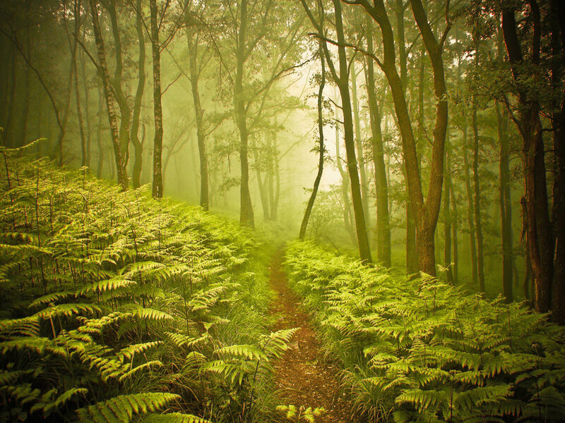 Forest Path with Ferns — Green, Misty