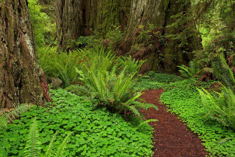 Forest Path with Ferns — Green, Photograph