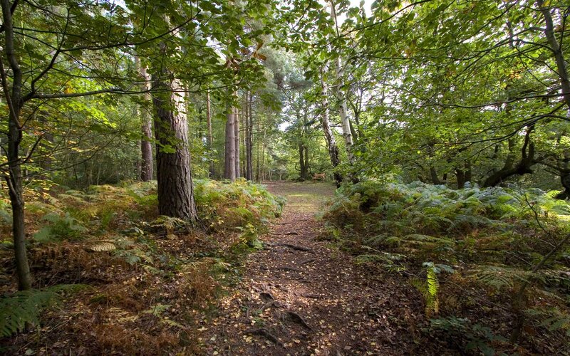 Forest Path with Ferns — Green, Serene, Afternoon, Photograph, Trees, Fern