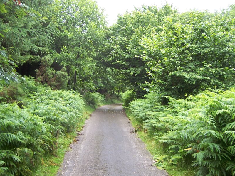 Forest Path with Ferns — Green, Serene, Afternoon, Photograph, Trees, Gray