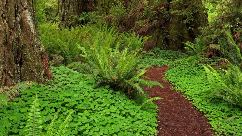 Forest Path with Ferns — Green, Serene, Afternoon, Photograph, Trees, Ground Cover