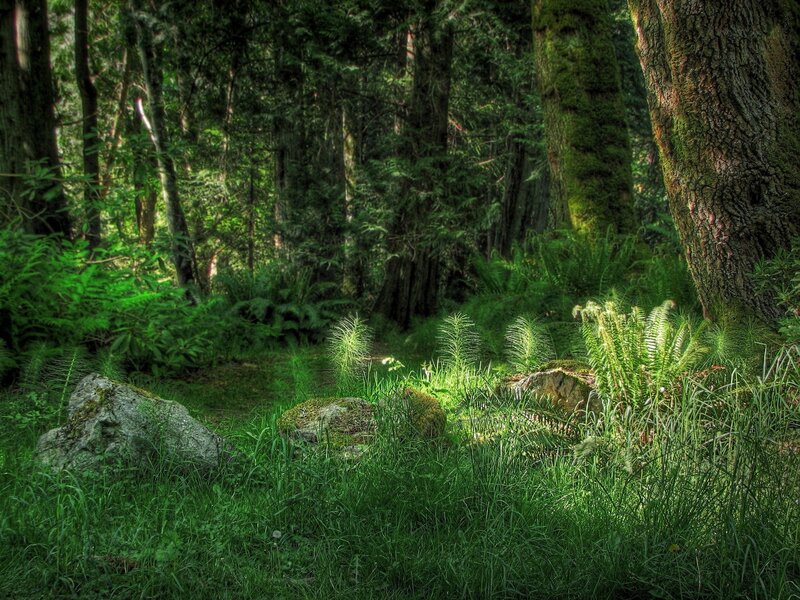 Forest Path with Ferns — Green, Serene, Afternoon, Photograph, Trees, Rocks