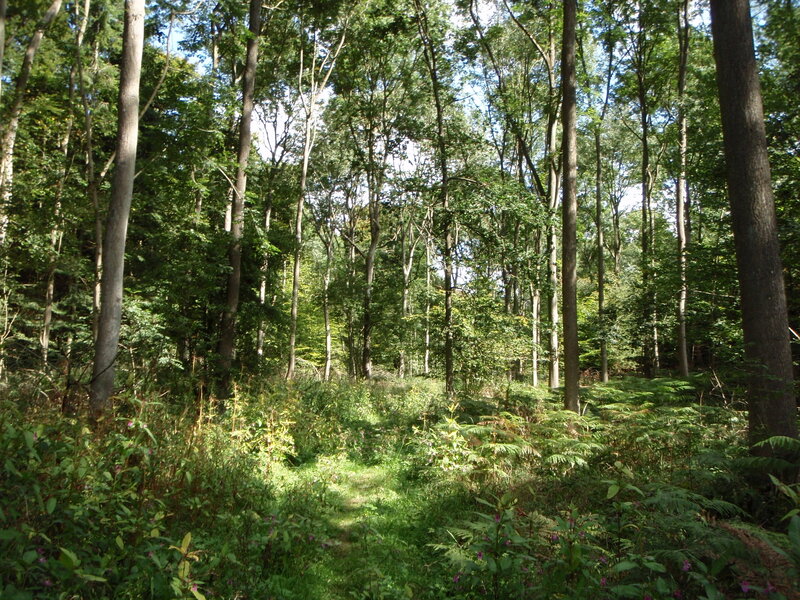 Forest Path with Ferns — Green, Serene, Afternoon, Photograph, Trees, Sunlight, Brown, Blue