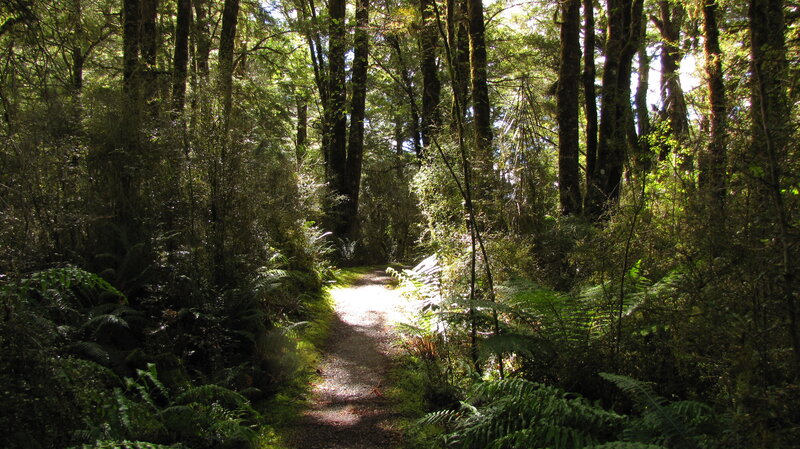 Forest Path with Ferns — Green, Serene, Afternoon, Photograph, Trees, Sunlight, Brown