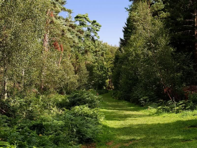 Forest Path with Ferns — Green, Serene, Afternoon