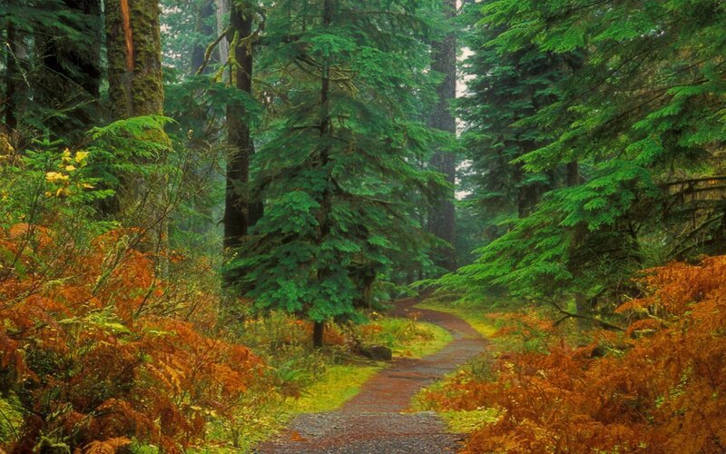 Forest Path with Ferns — Green, Serene, Autumn, Photograph, Trees, Moss, Brown