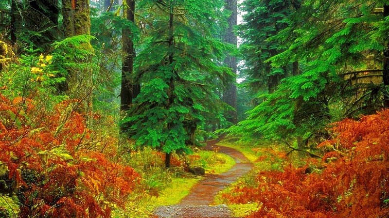 Forest Path with Ferns — Green, Serene, Autumn, Photograph, Trees, Moss, Orange