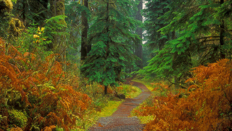 Forest Path with Ferns — Green, Serene, Autumn