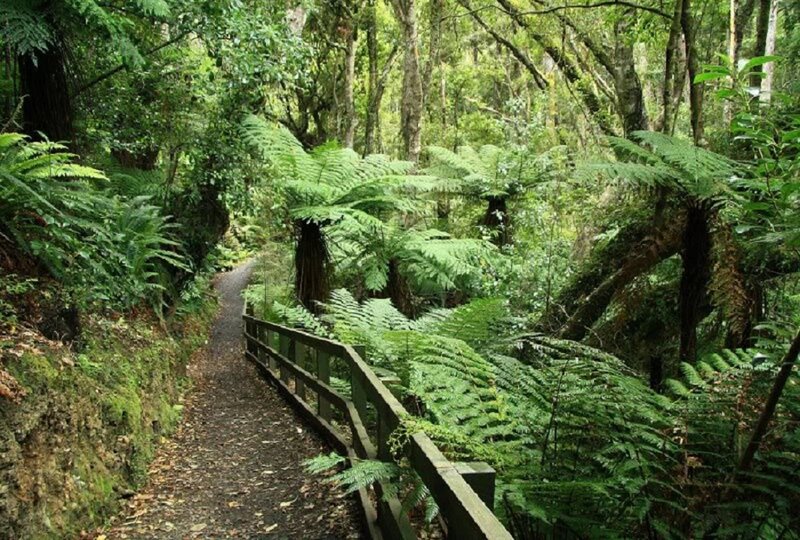 Forest Path with Ferns — Green, Serene, Morning, Photograph, Fence