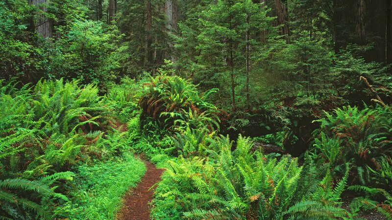 Forest Path with Ferns — Green, Serene, Morning, Photograph, Trees, Fallen Log