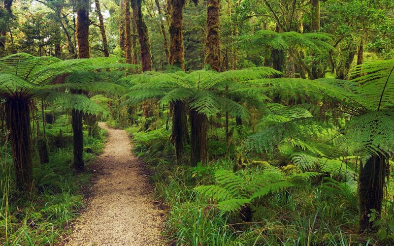 Forest Path with Ferns — Green, Serene, Morning