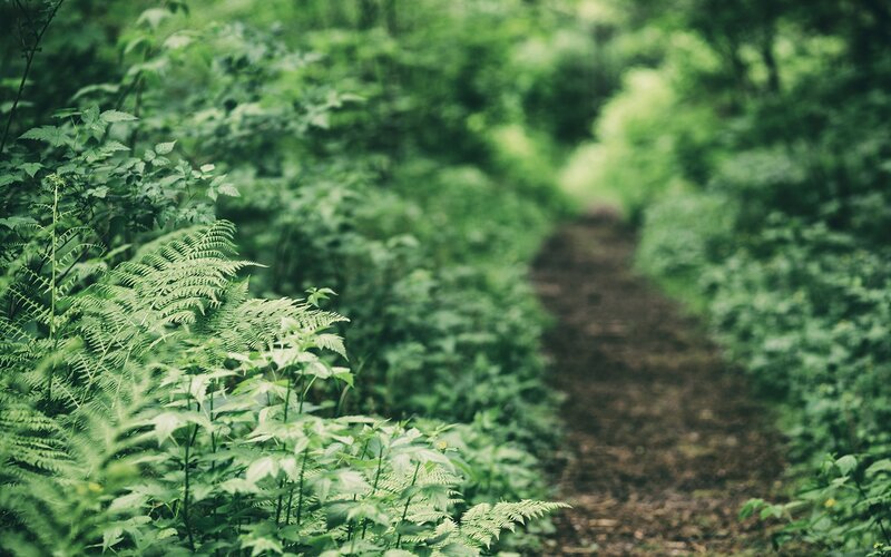 Forest Path with Ferns — Green, Serene, Photograph
