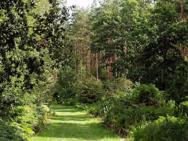 Forest Path with Ferns — Green, Serene