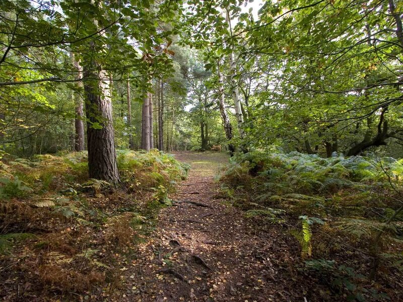 Forest Path with Ferns — Green