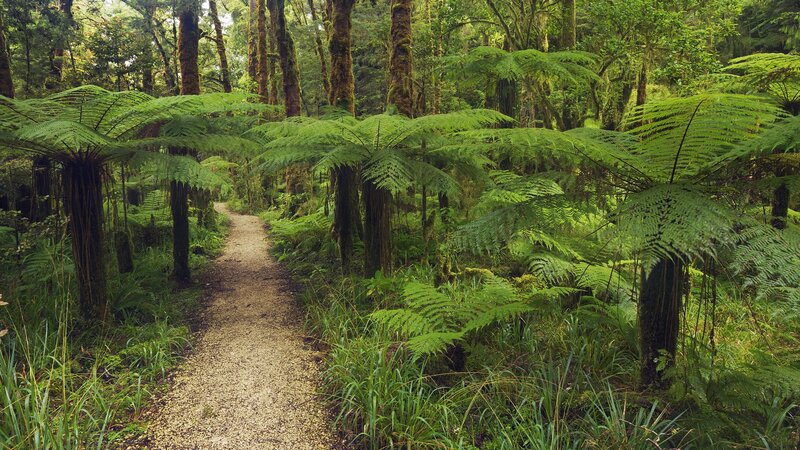 Forest path with ferns