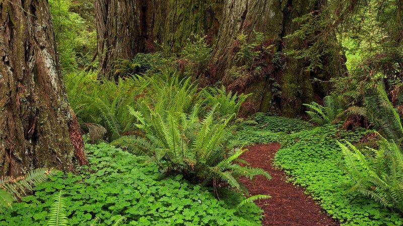 Forest Path with Ferns — Trees
