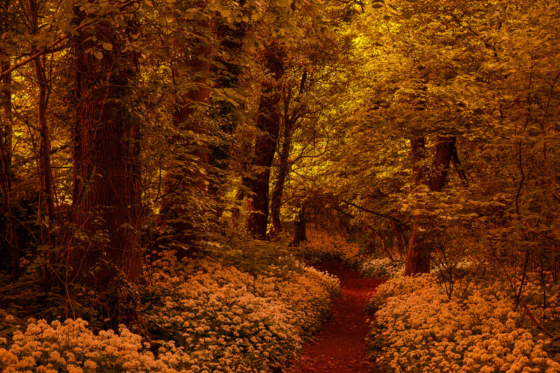 Forest Path with Flowers — Gold