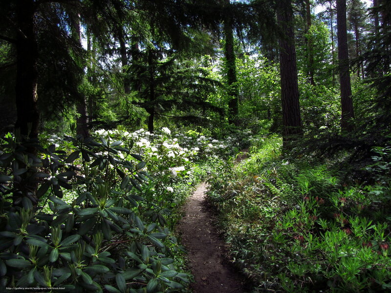 Forest Path with Flowers — Green, Serene, Afternoon, Photograph