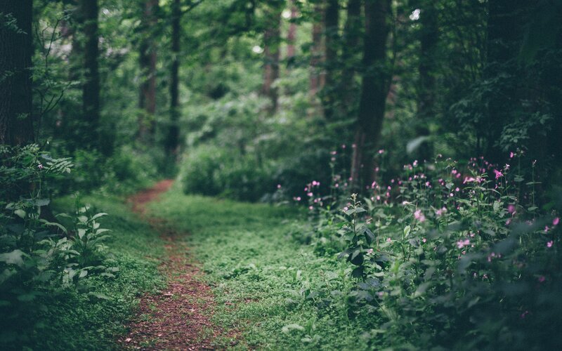 Forest Path with Flowers — Green, Serene, Afternoon, Photograph, Trees