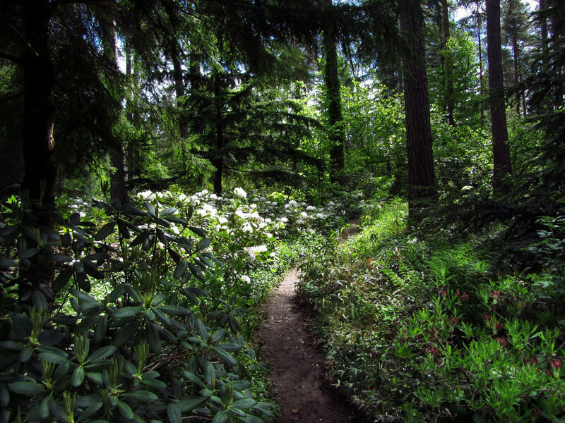 Forest Path with Flowers — Green, Serene, Afternoon