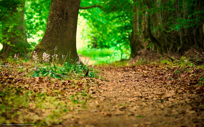 Forest Path with Flowers — Green, Serene, Spring, Photograph