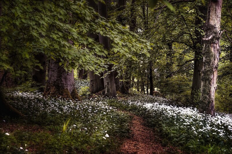 Forest Path with Flowers — Green, Serene, Spring, Photograph, Trees