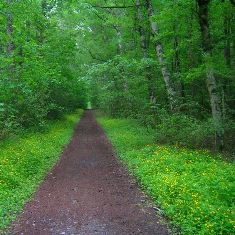 Forest Path with Flowers — Green, Serene, Spring