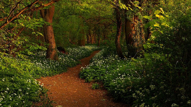 Forest Path with Flowers — Green, Serene