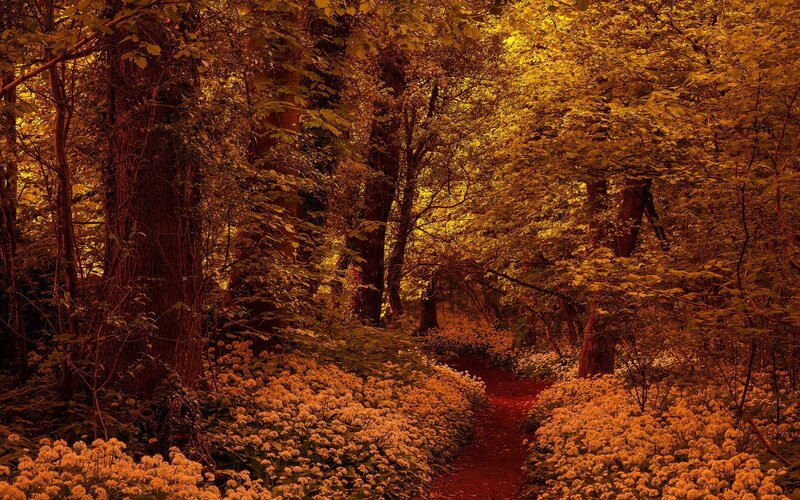 Forest Path with Flowers — Yellow