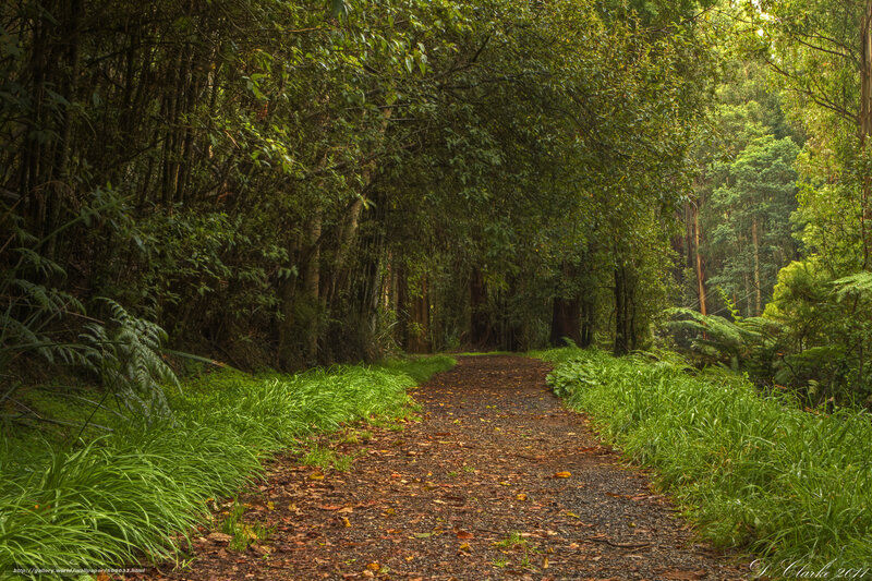 Forest Path with Foliage
