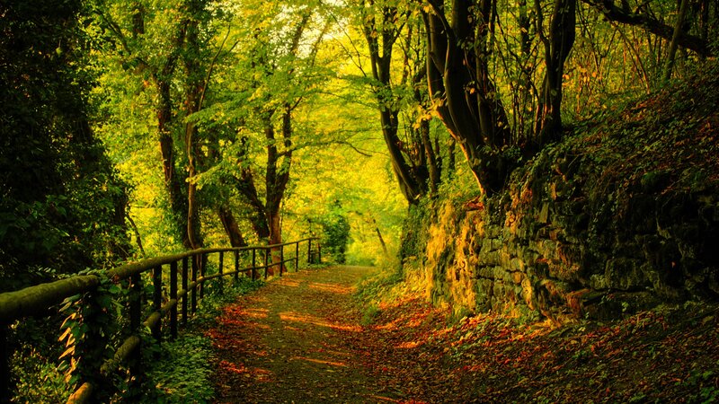 forest path with golden light