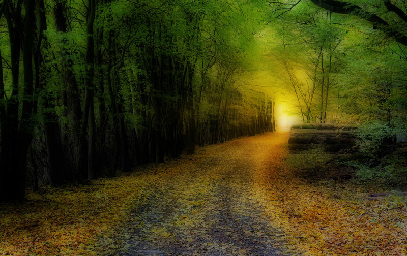 Forest path with golden light