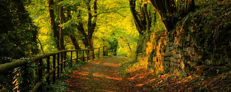 Forest path with golden light