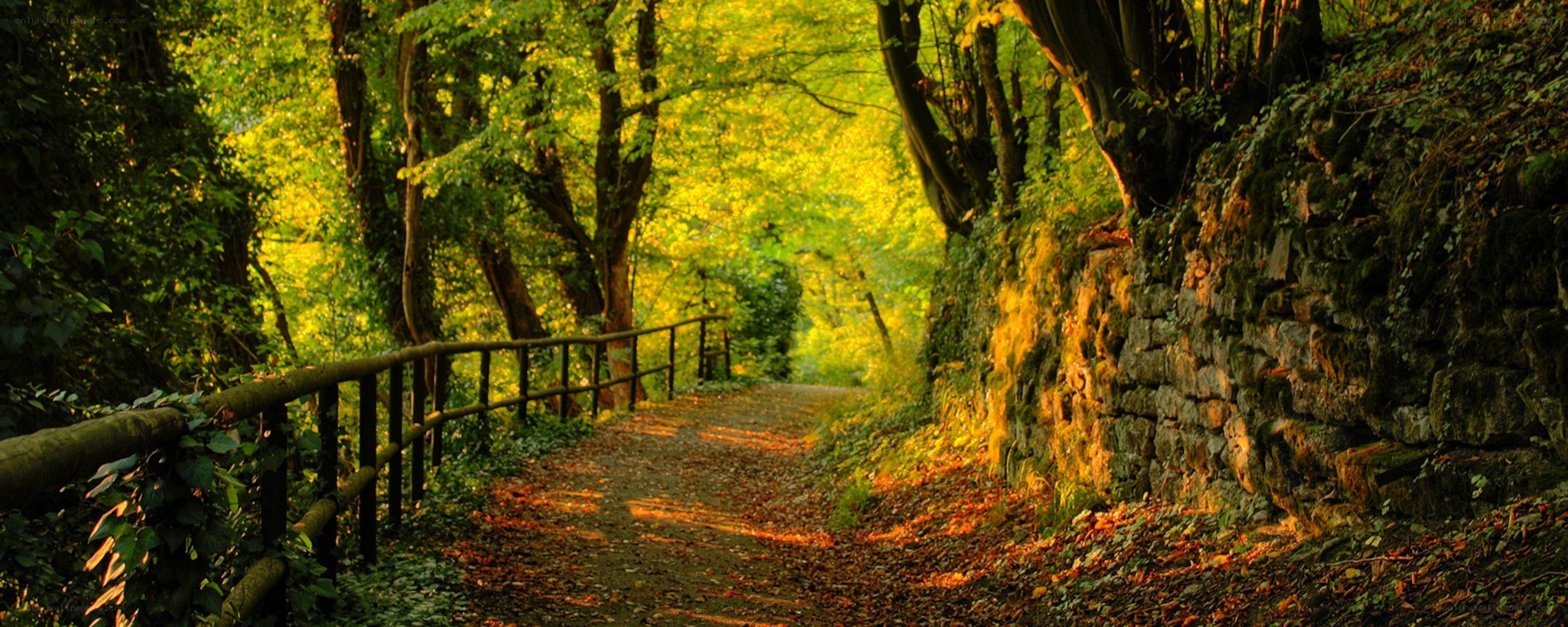 Forest path with golden light