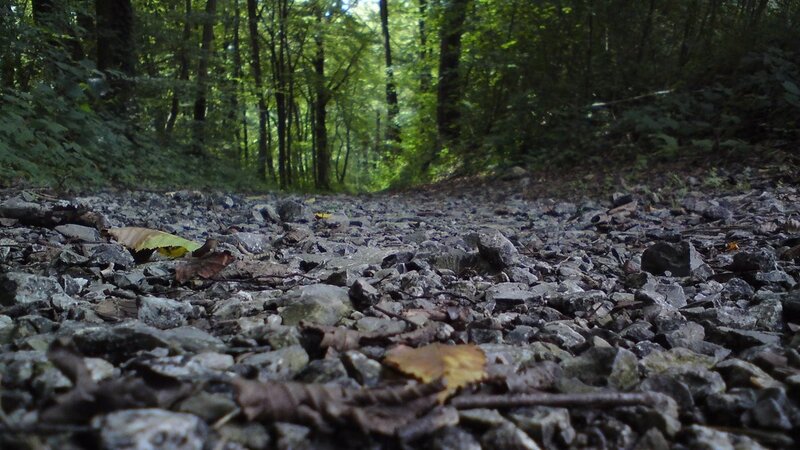 forest path with gravel