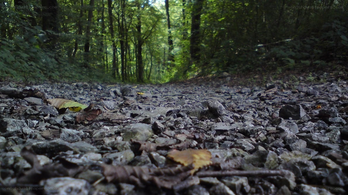 forest path with gravel