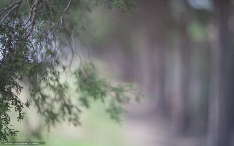 Forest path with green branches