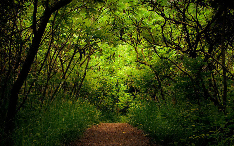 Forest path with green canopy