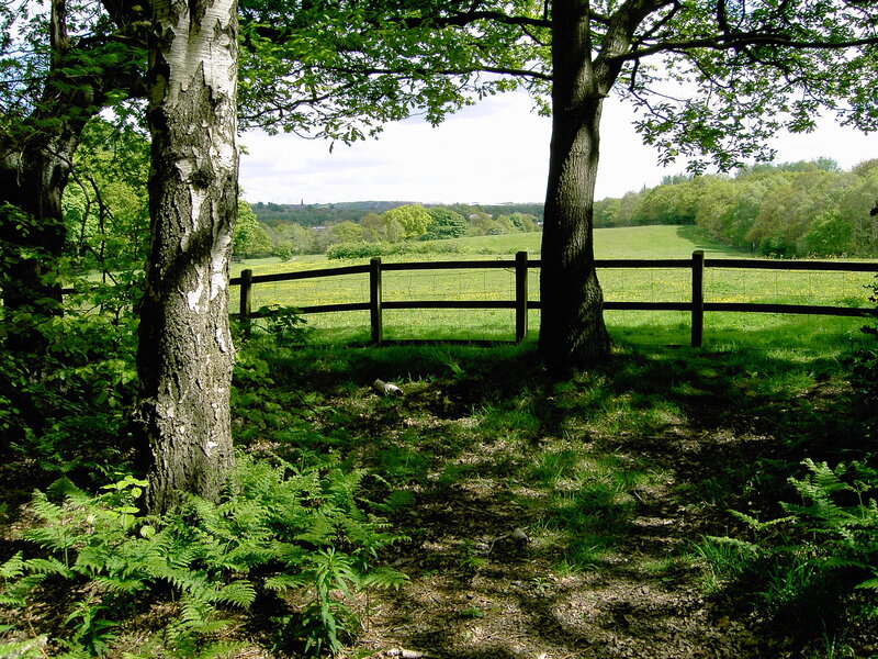 Forest path with green field view