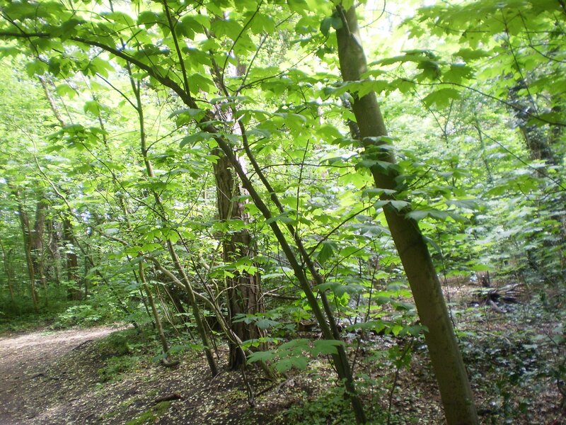 Forest path with green foliage