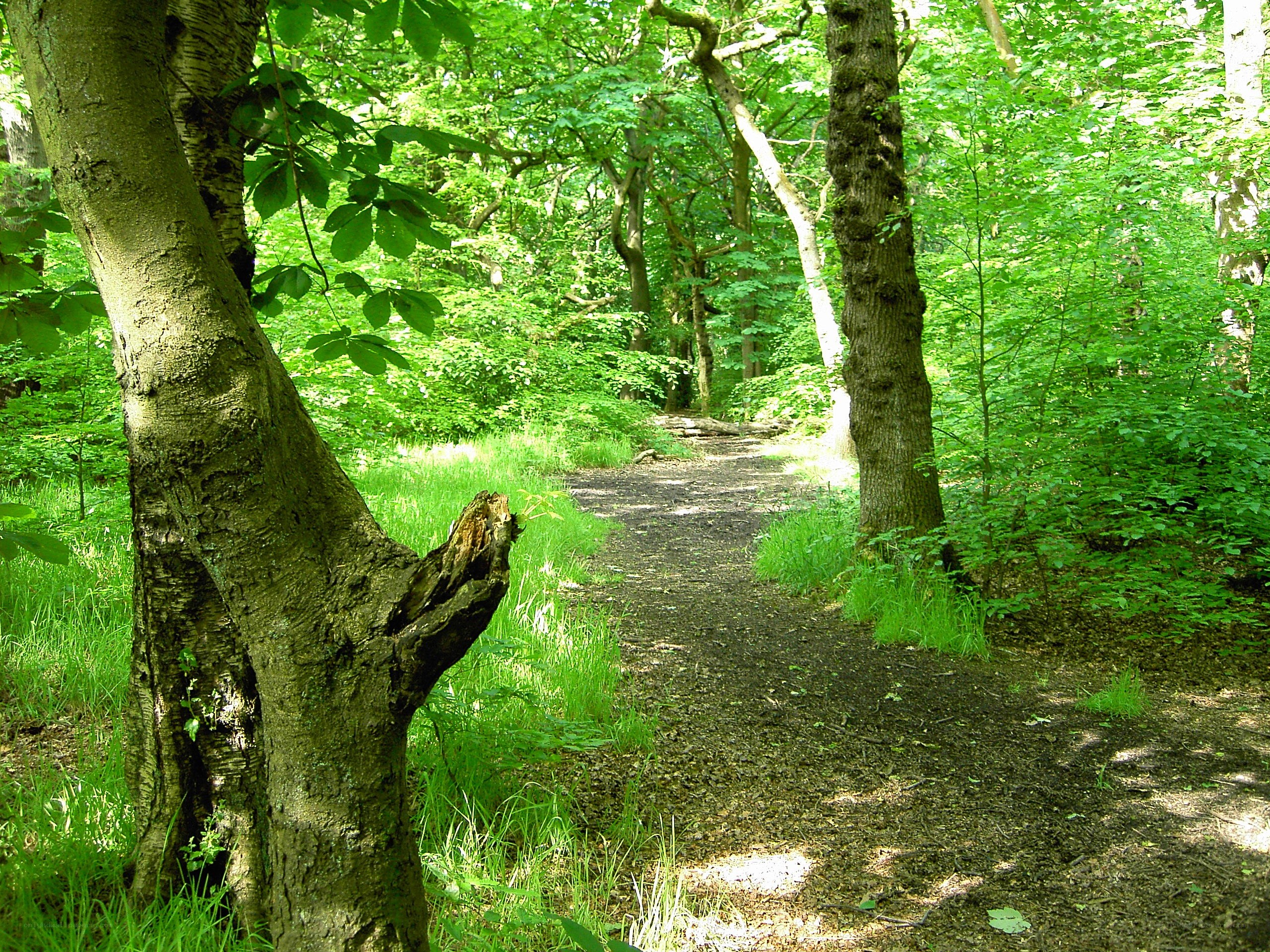 Forest path with green foliage