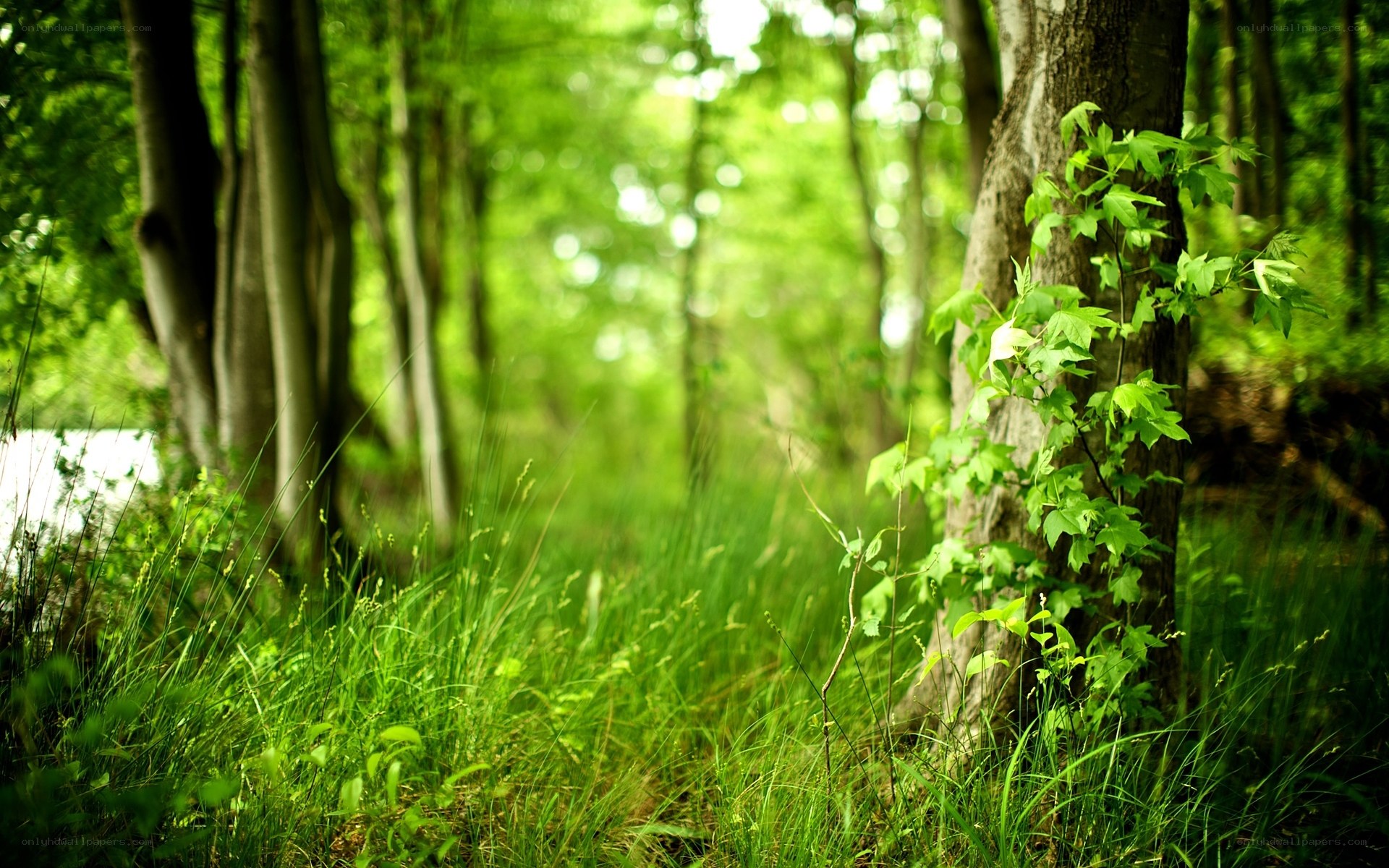 Forest path with green foliage