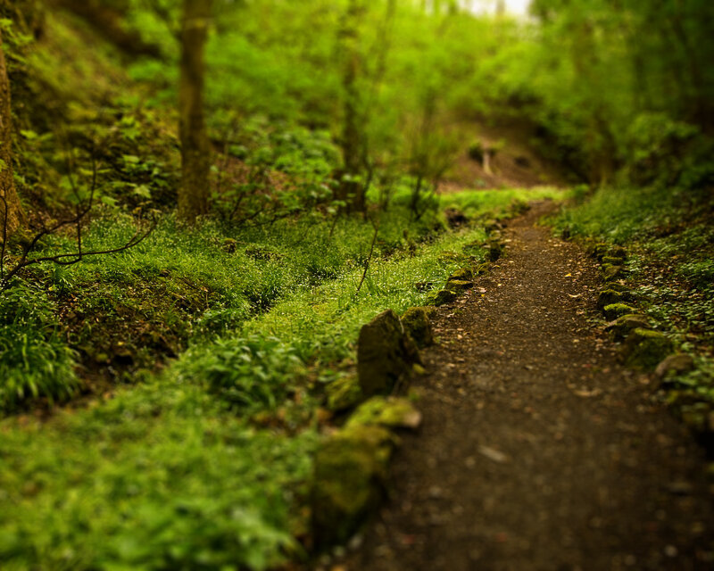 Forest path with green foliage