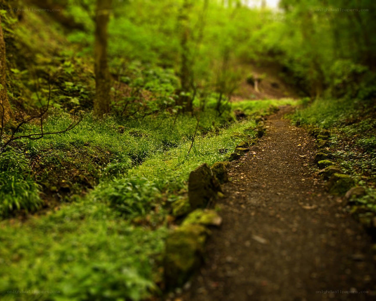 Forest path with green foliage